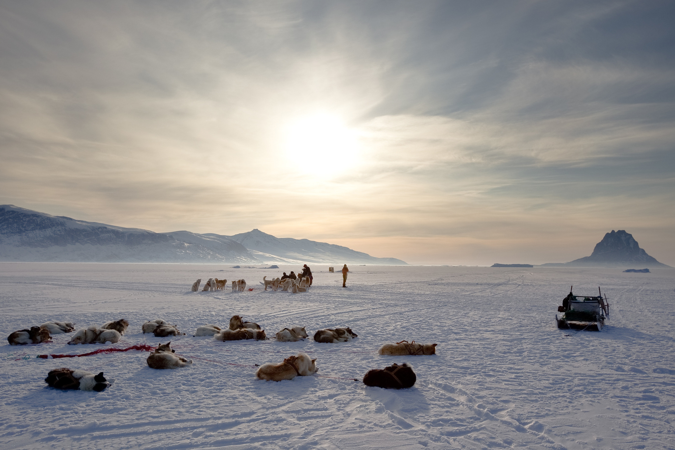 dog sled team at rest on sea ice 2371 2957x1971px
